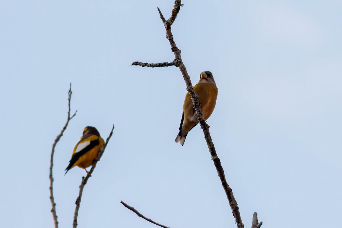 Evening Grosbeak - ML644221599