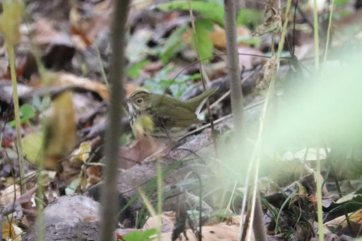 Ovenbird - ML644221600