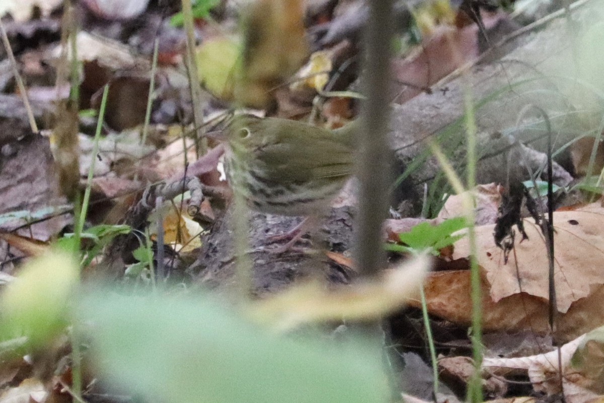 Ovenbird - ML644221605