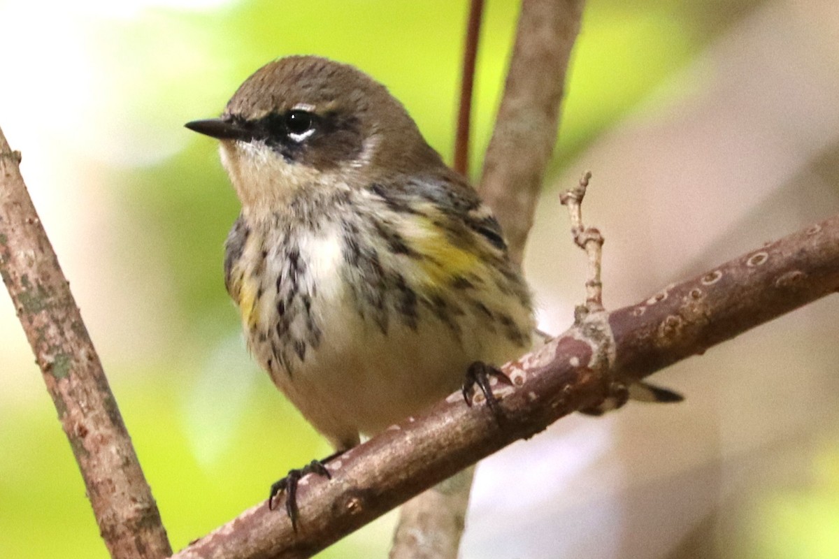 Yellow-rumped Warbler - ML644221612