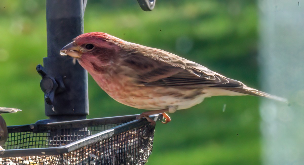 Purple Finch - ML644221615