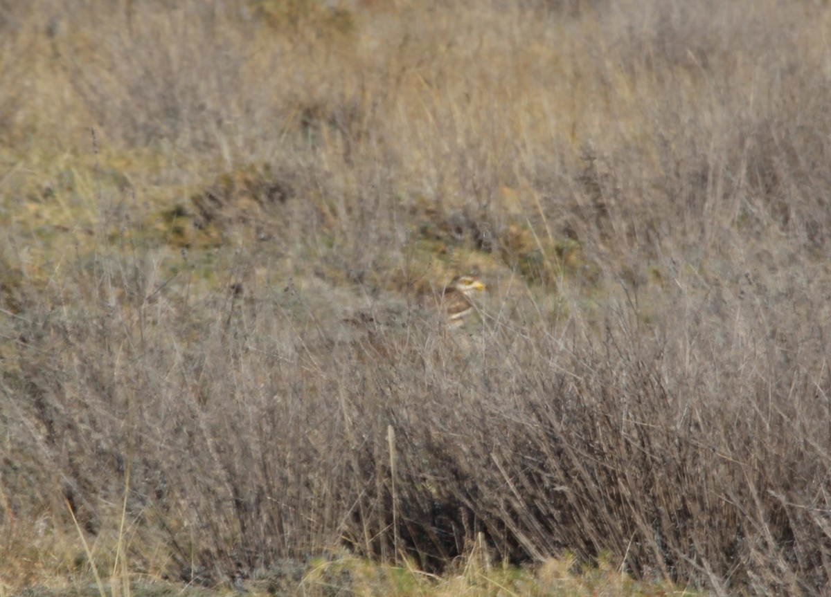 イシチドリ - ML644221616