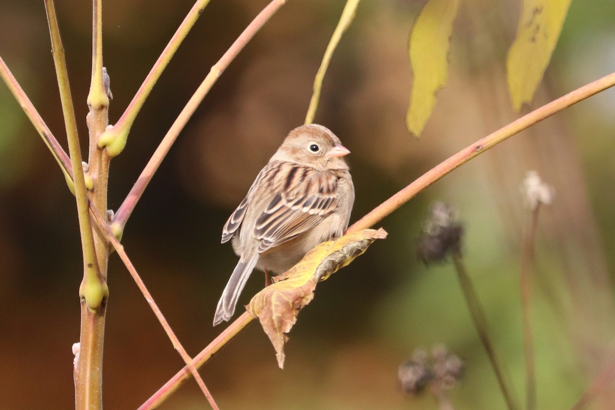 Field Sparrow - ML644221617