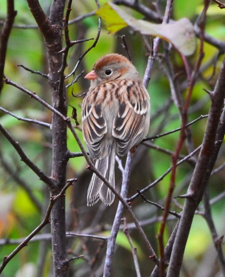 Полевая малая овсянка - ML644221618