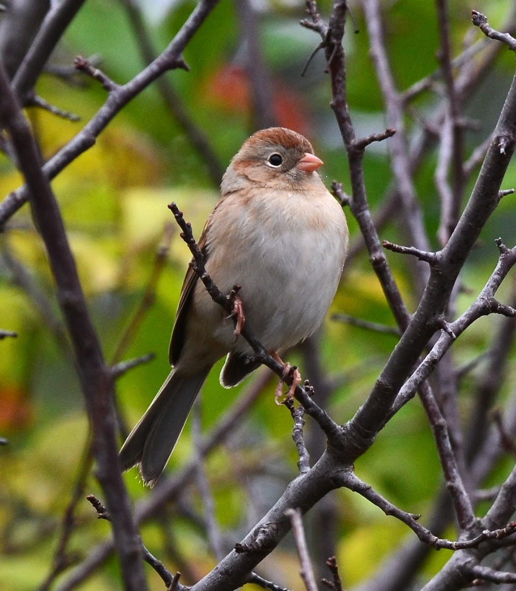 Полевая малая овсянка - ML644221619