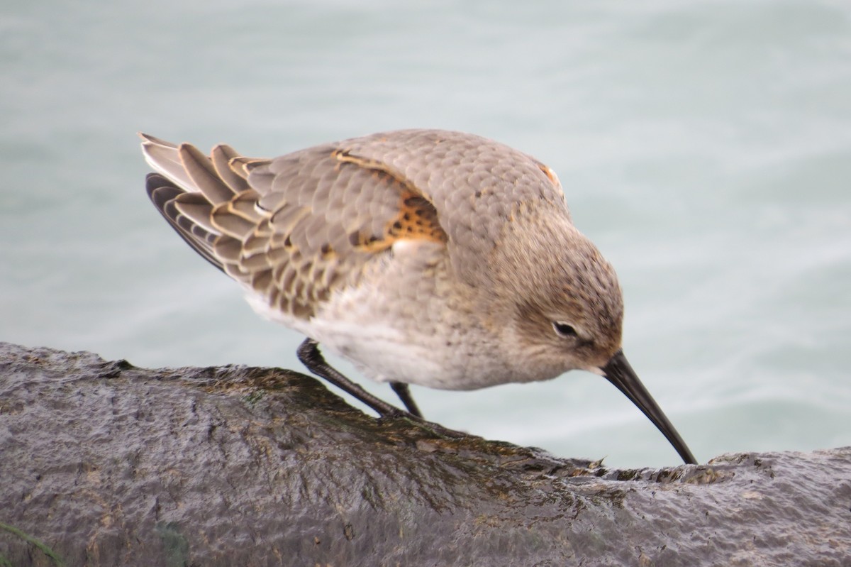 Dunlin - ML644221620
