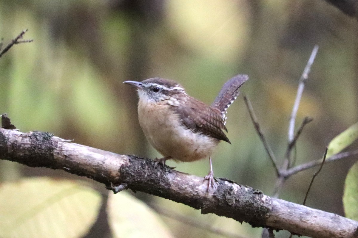 Carolina Wren - ML644221622