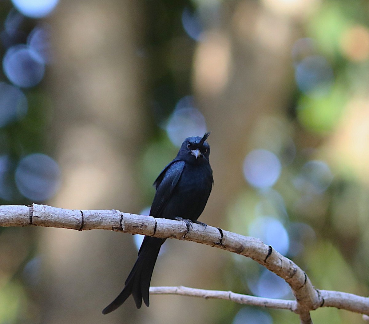 Crested Drongo - ML644221648