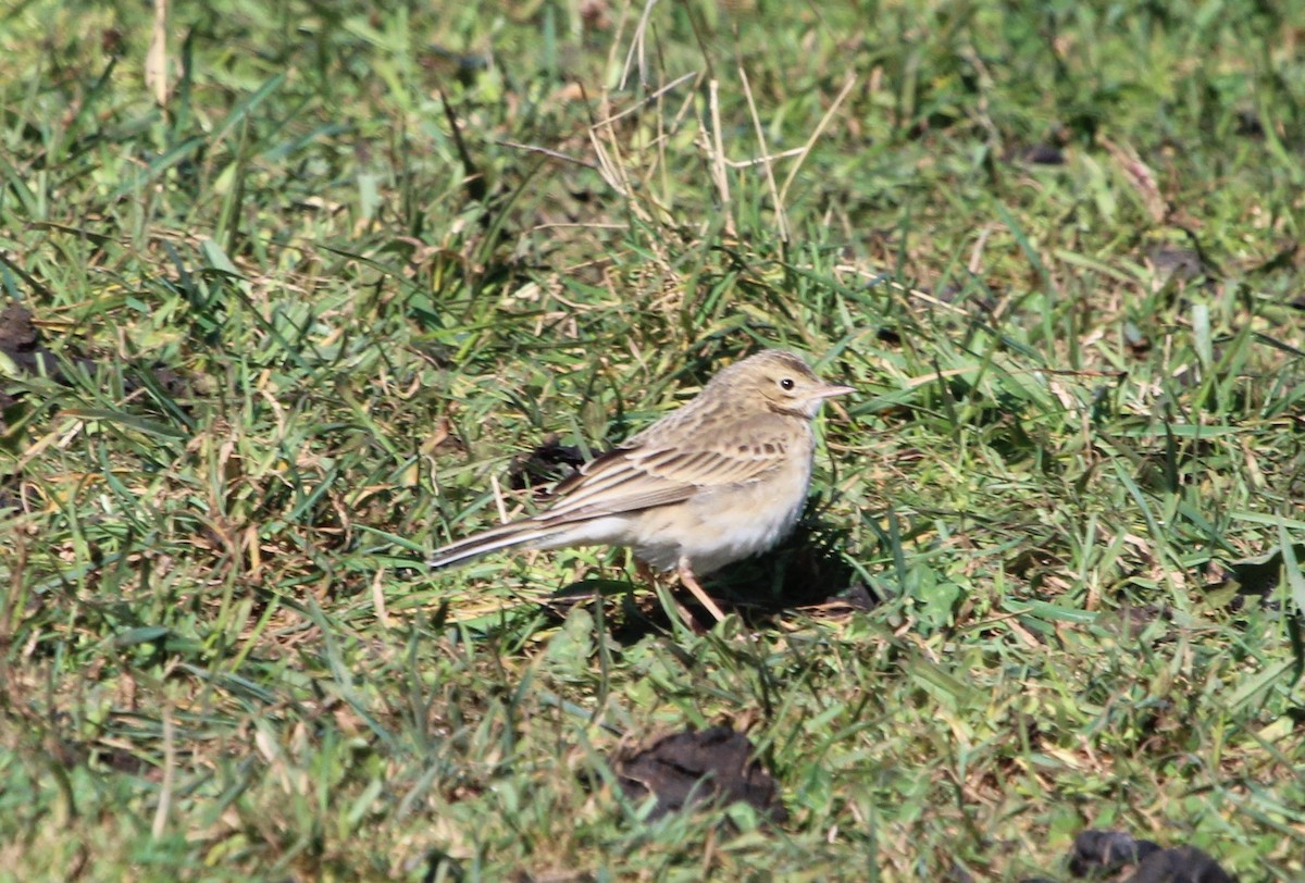 Bisbita de Richard - ML644221662