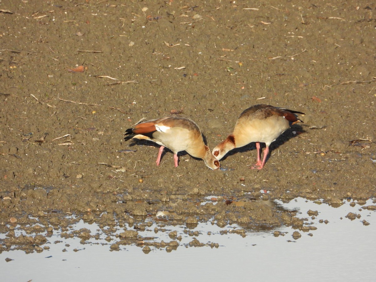 Egyptian Goose - ML644221673