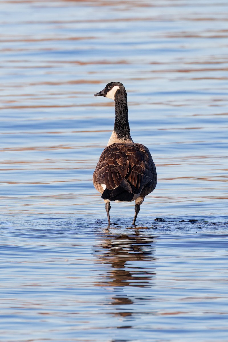 Canada Goose - ML644221687