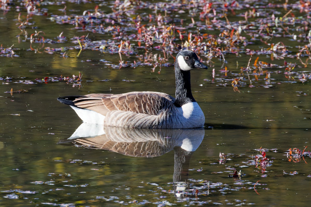 Canada Goose - ML644221695