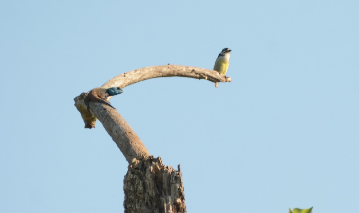 Küçük Maskeli Cüce Barbet - ML644221701