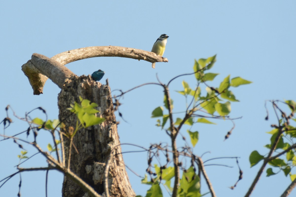 Küçük Maskeli Cüce Barbet - ML644221702