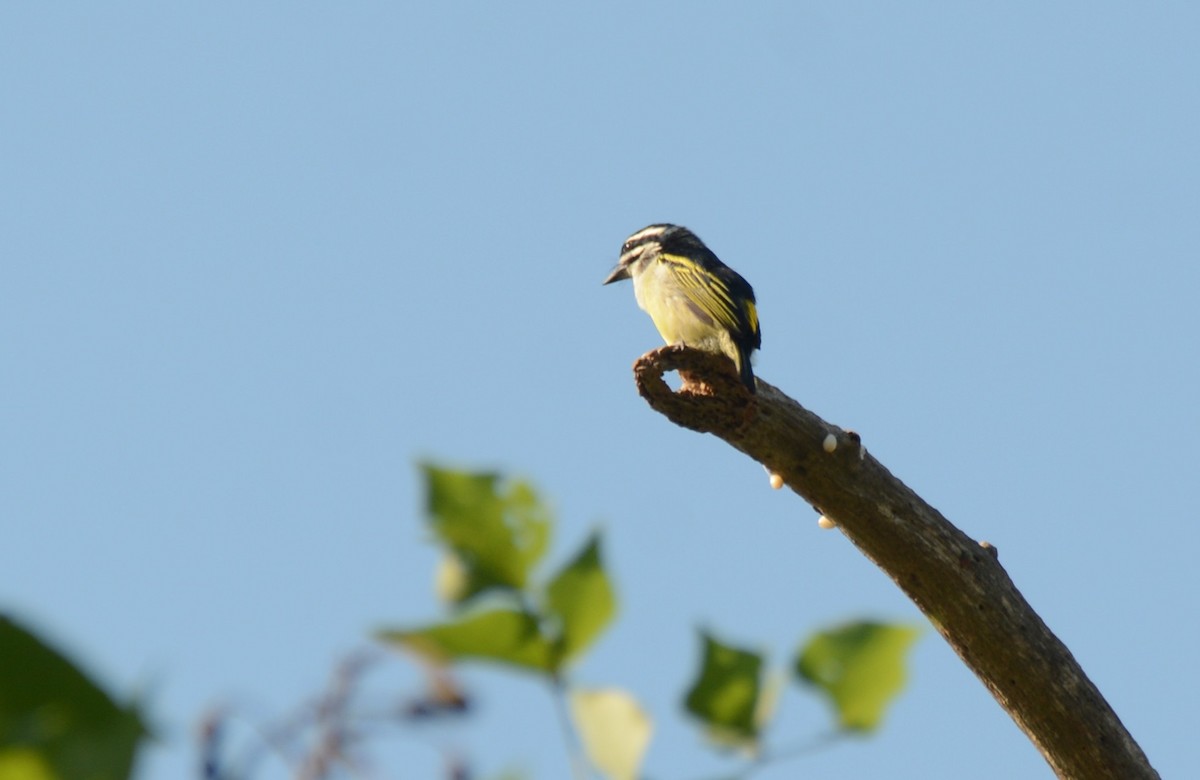 Küçük Maskeli Cüce Barbet - ML644221703