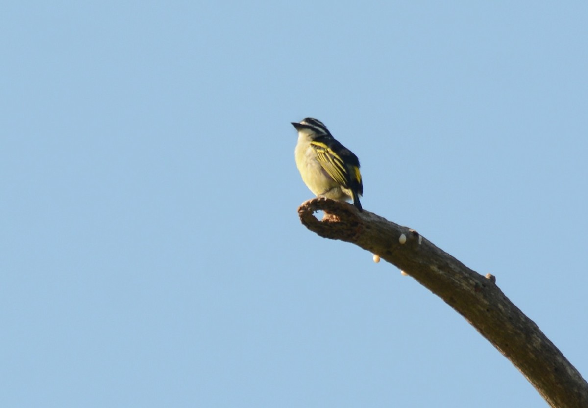 Küçük Maskeli Cüce Barbet - ML644221704