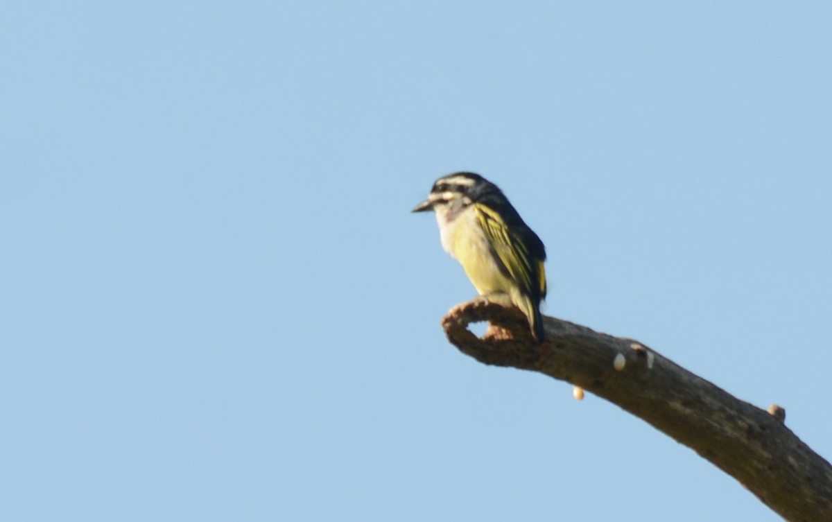 Küçük Maskeli Cüce Barbet - ML644221705