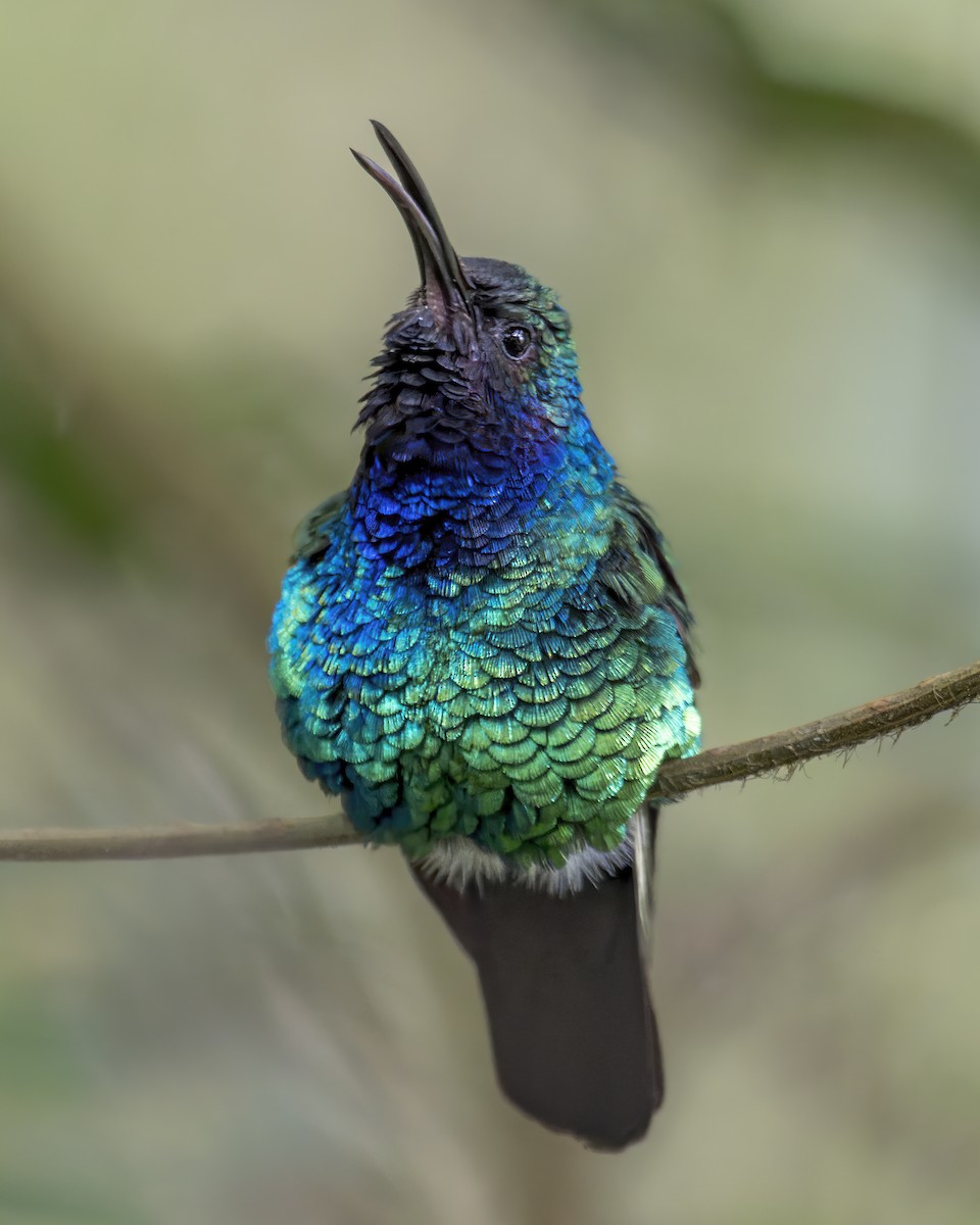 santamartasabelvinge - ML644221706