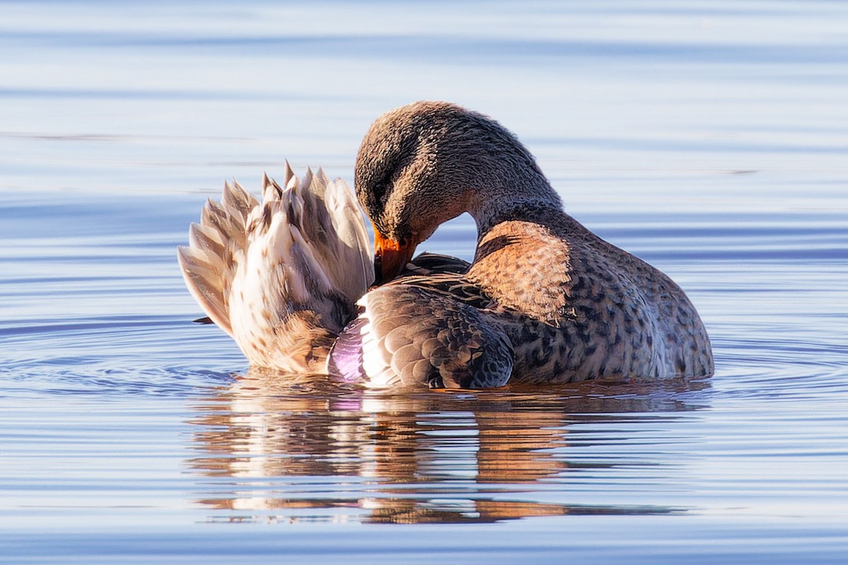 Mallard - ML644221709