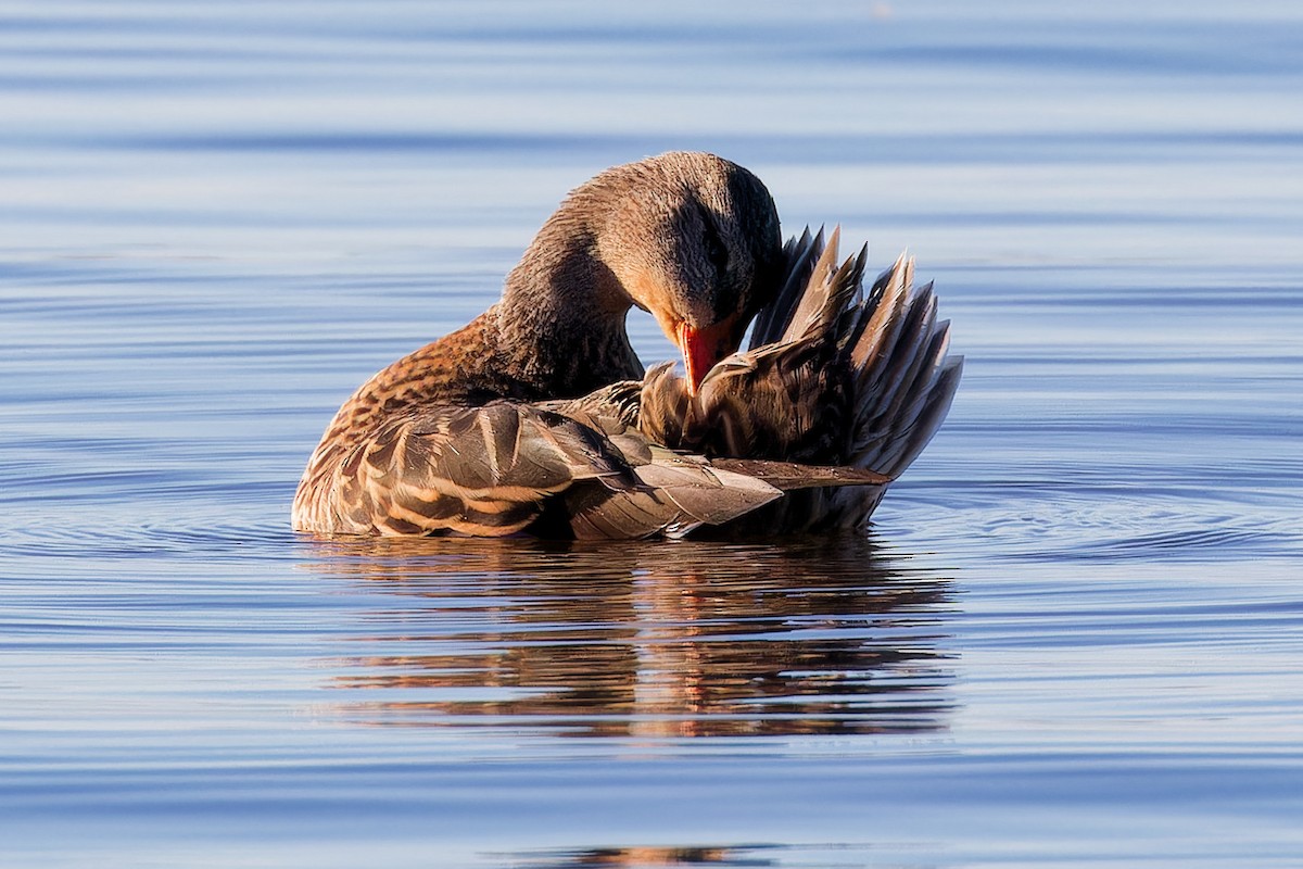 Mallard - ML644221710