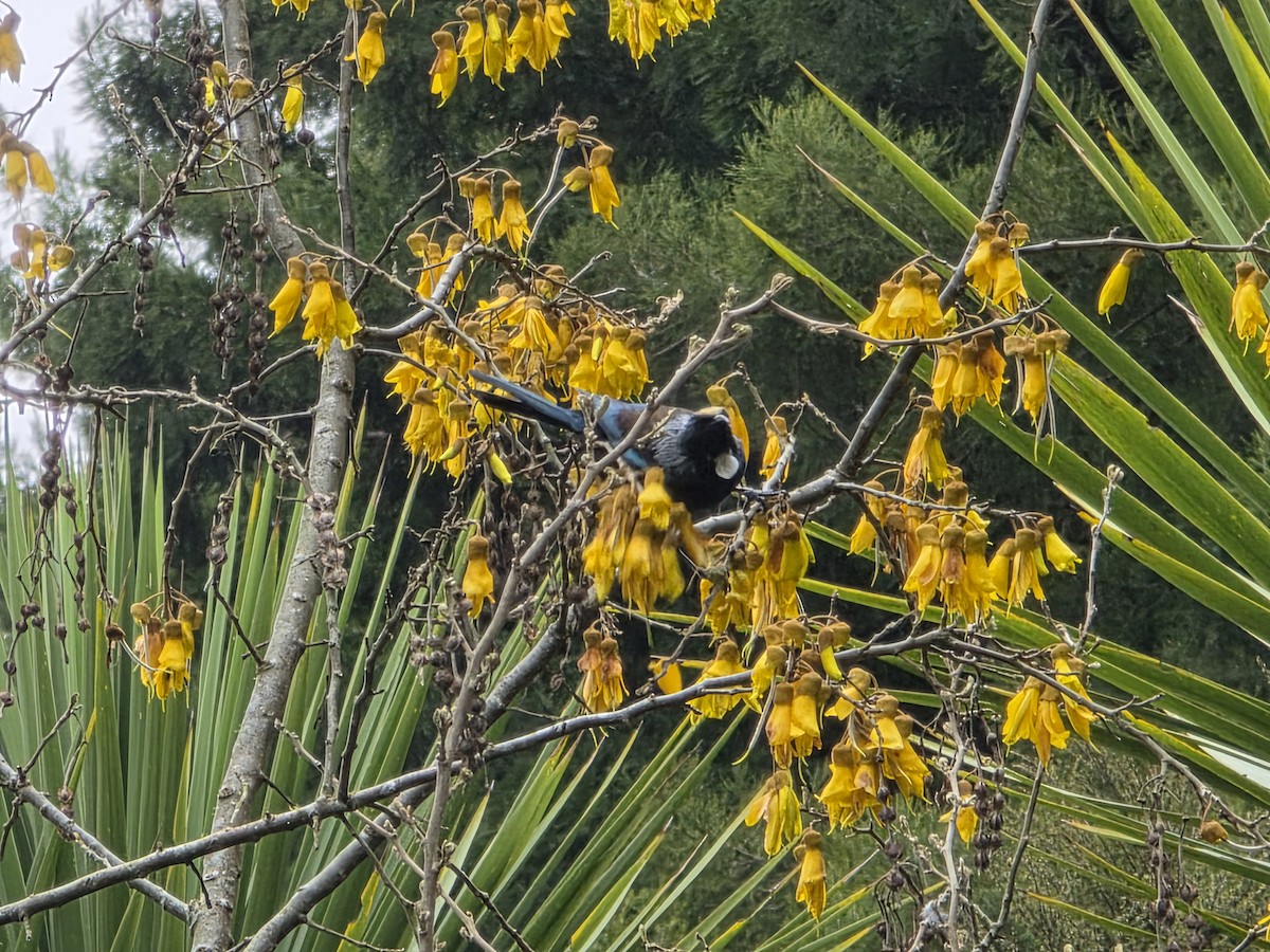 Tui - ML644221711