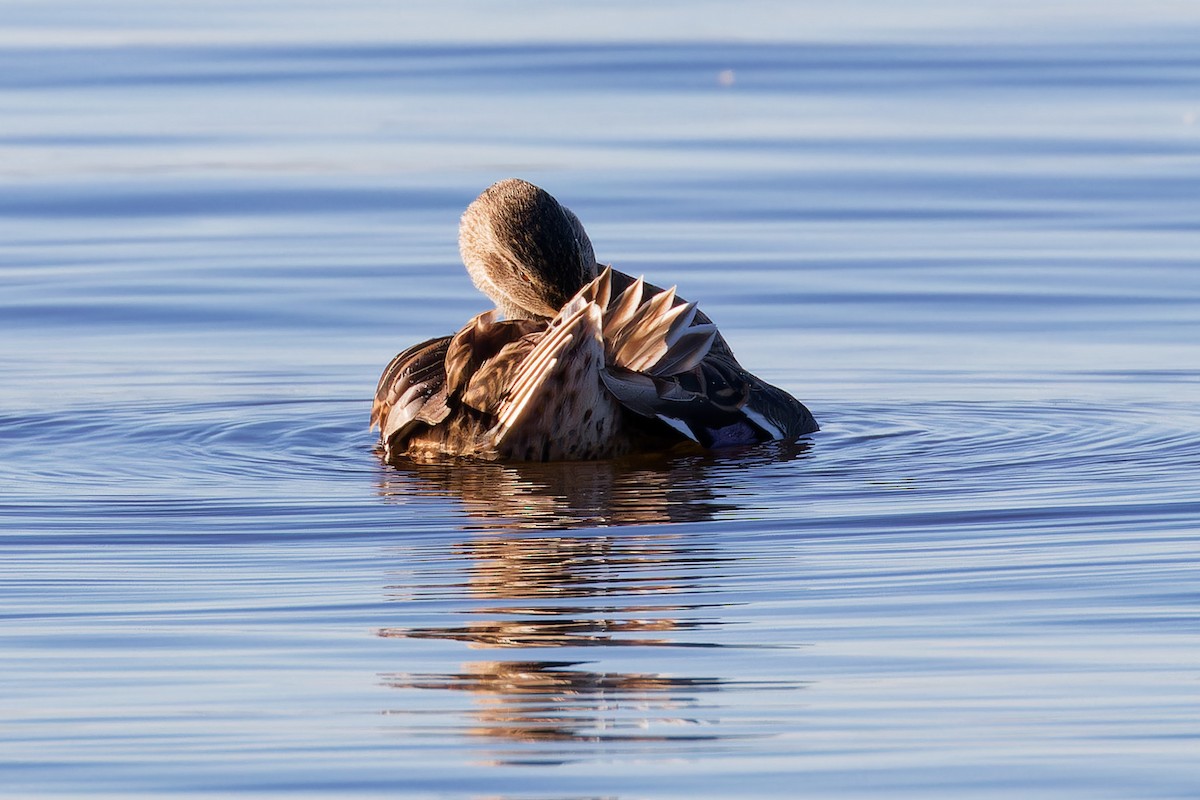 Mallard - ML644221713
