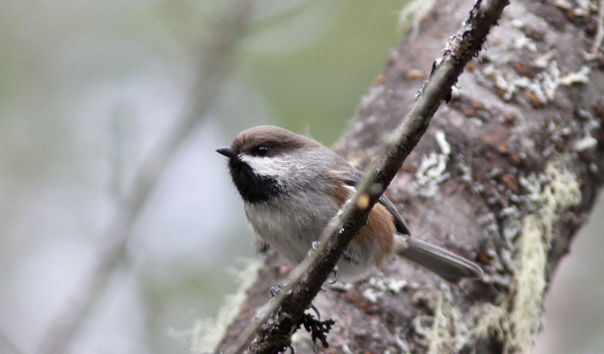 Boreal Chickadee - ML644221716