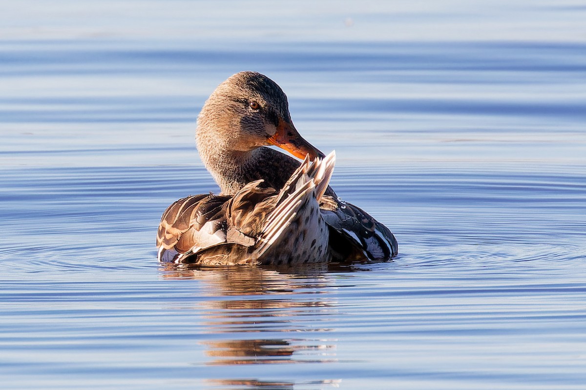 Mallard - ML644221717
