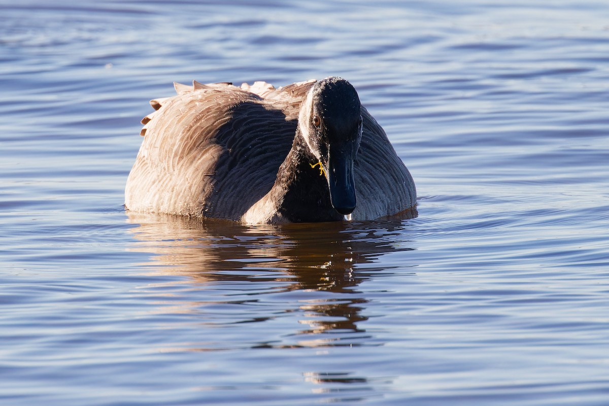 Canada Goose - ML644221725