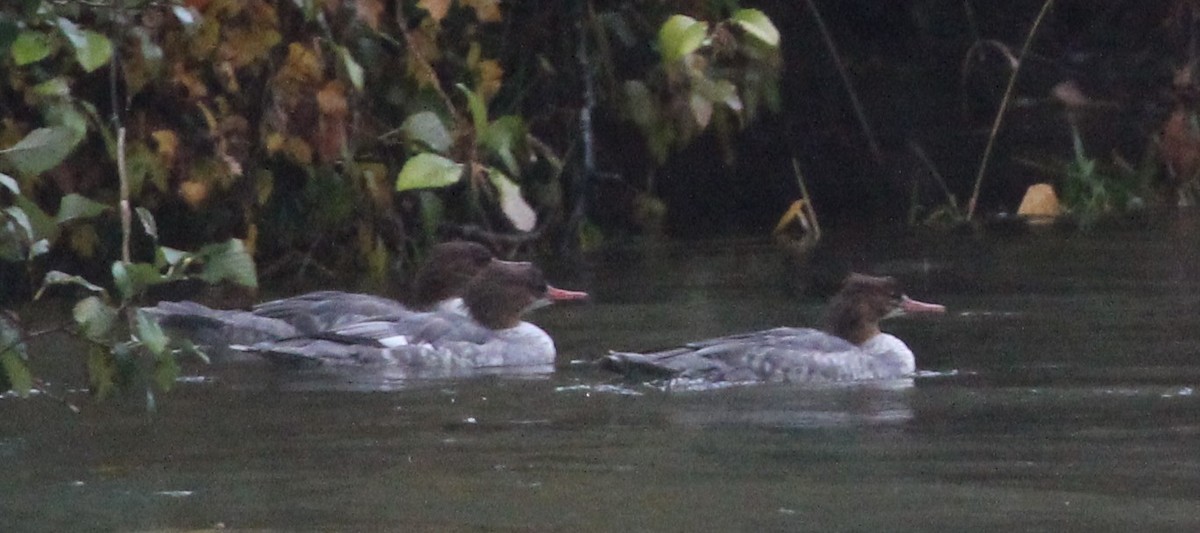 Common Merganser - ML644221728