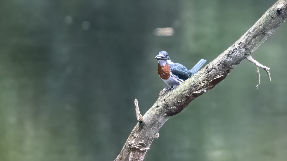 オオミドリヤマセミ - ML644221735