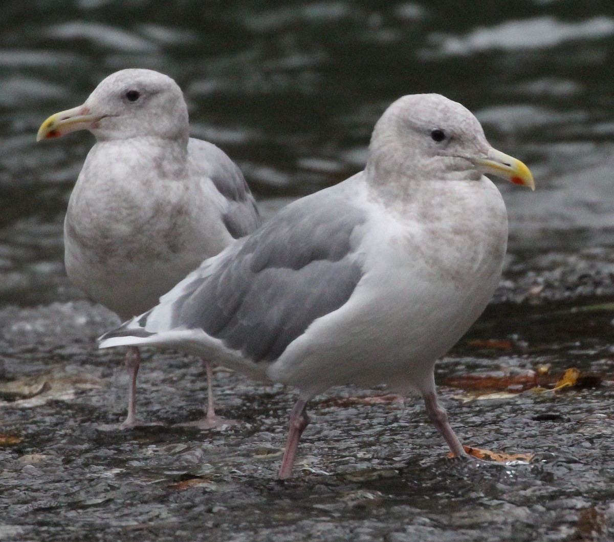 Glaucous-winged Gull - ML644221737