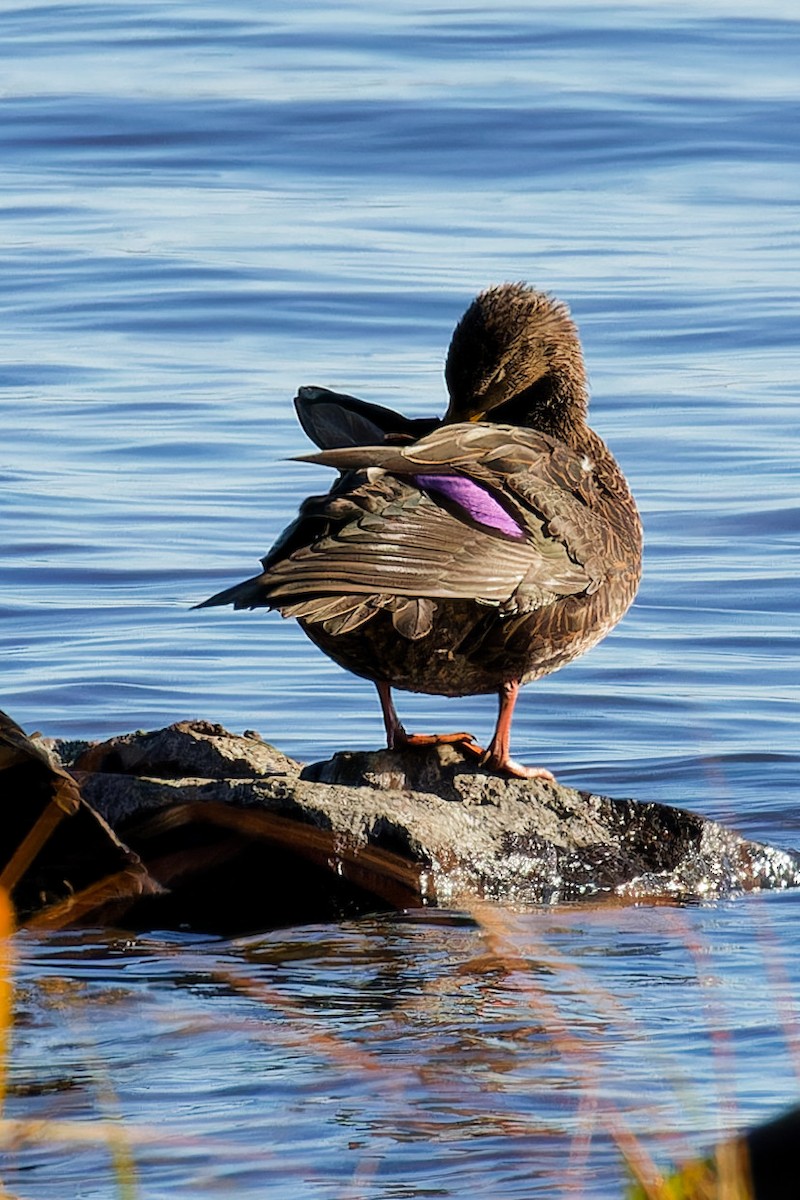 American Black Duck - ML644221742