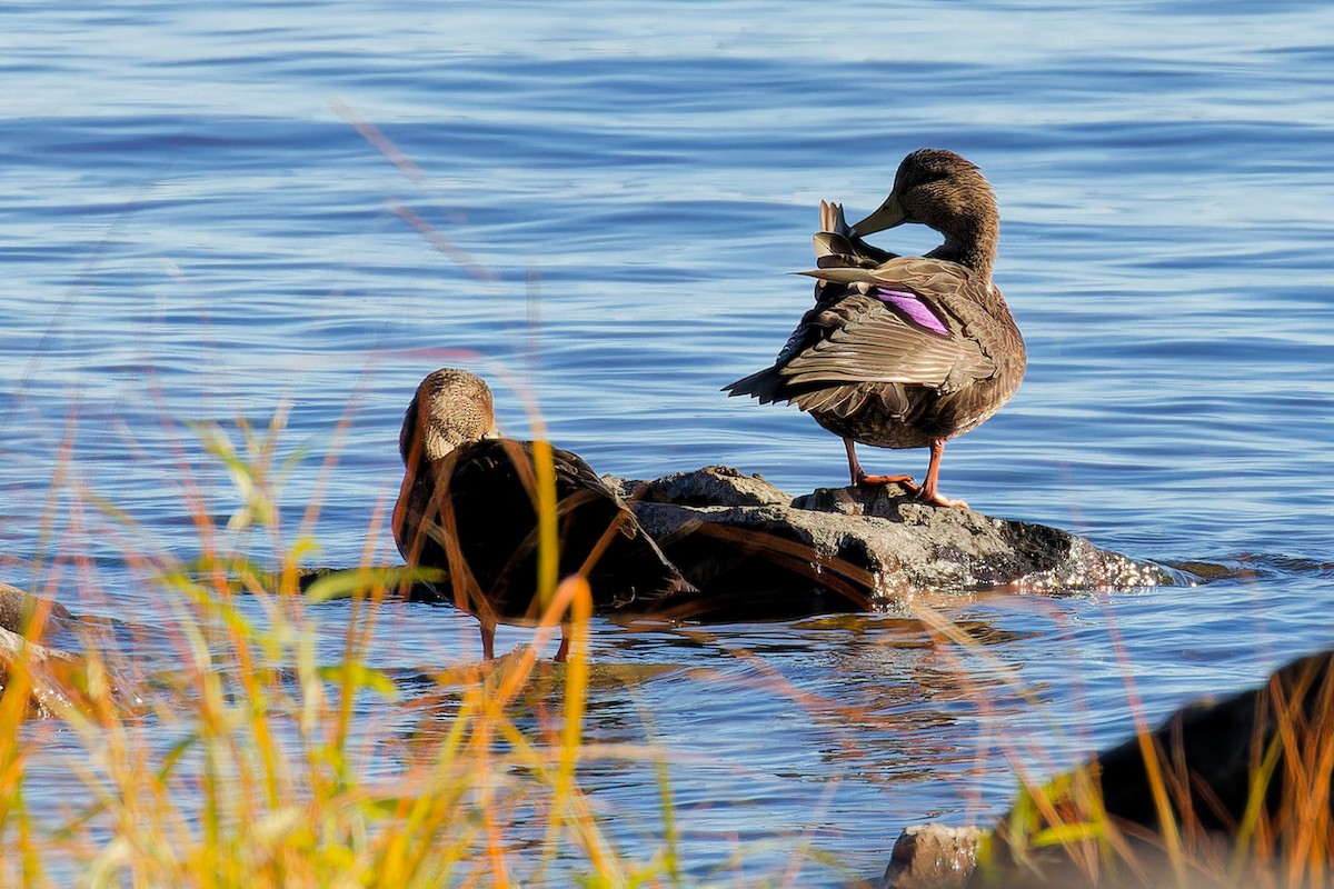 American Black Duck - ML644221745