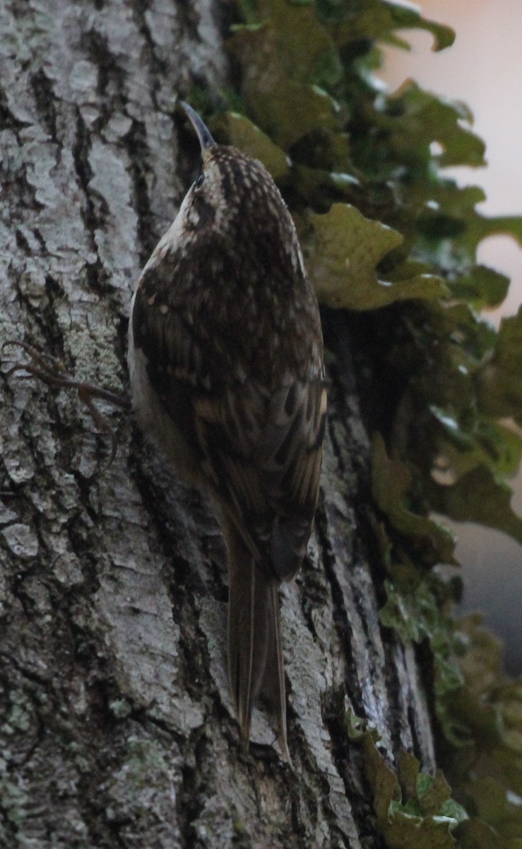 Brown Creeper - ML644221746