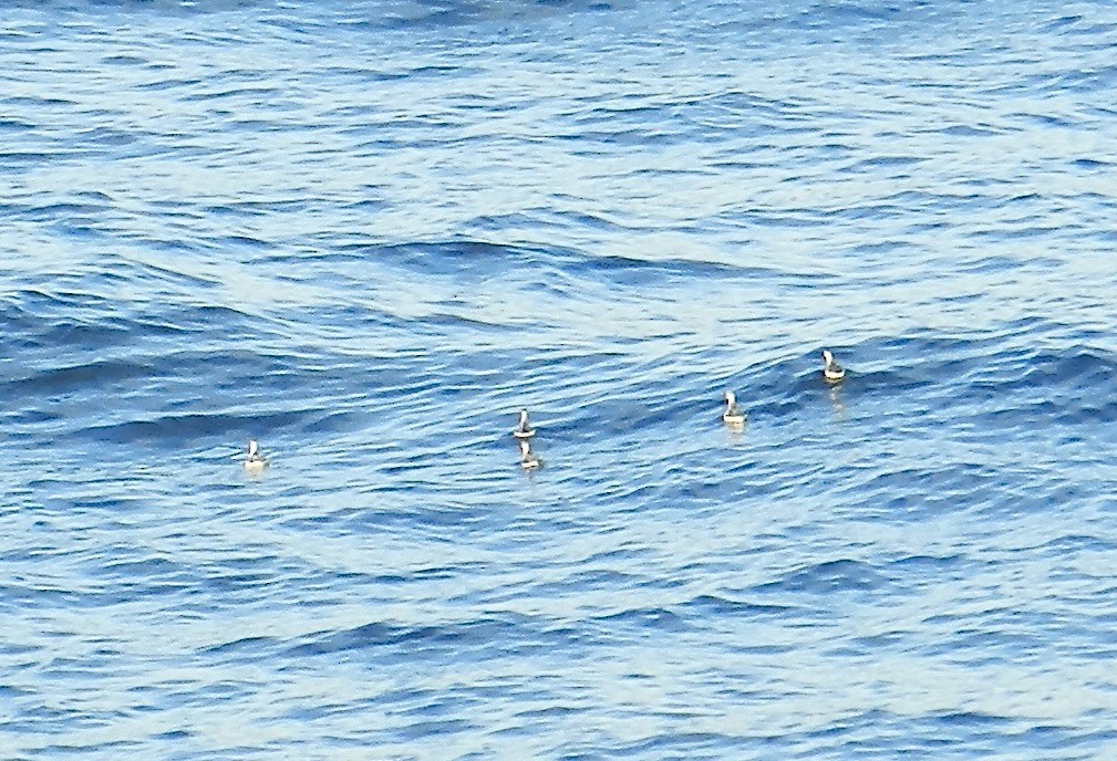 Нарийн сэлээхэй - ML644221752