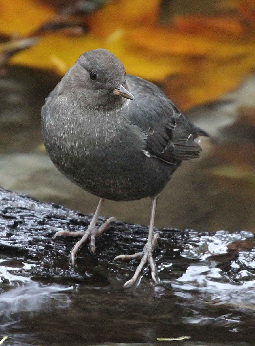 American Dipper - ML644221755