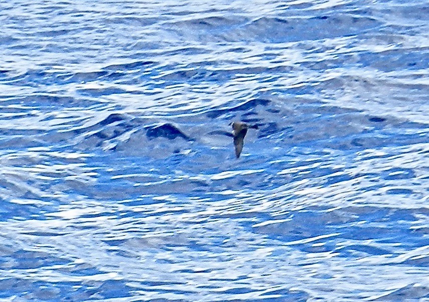 Pomarine Jaeger - ML644221766