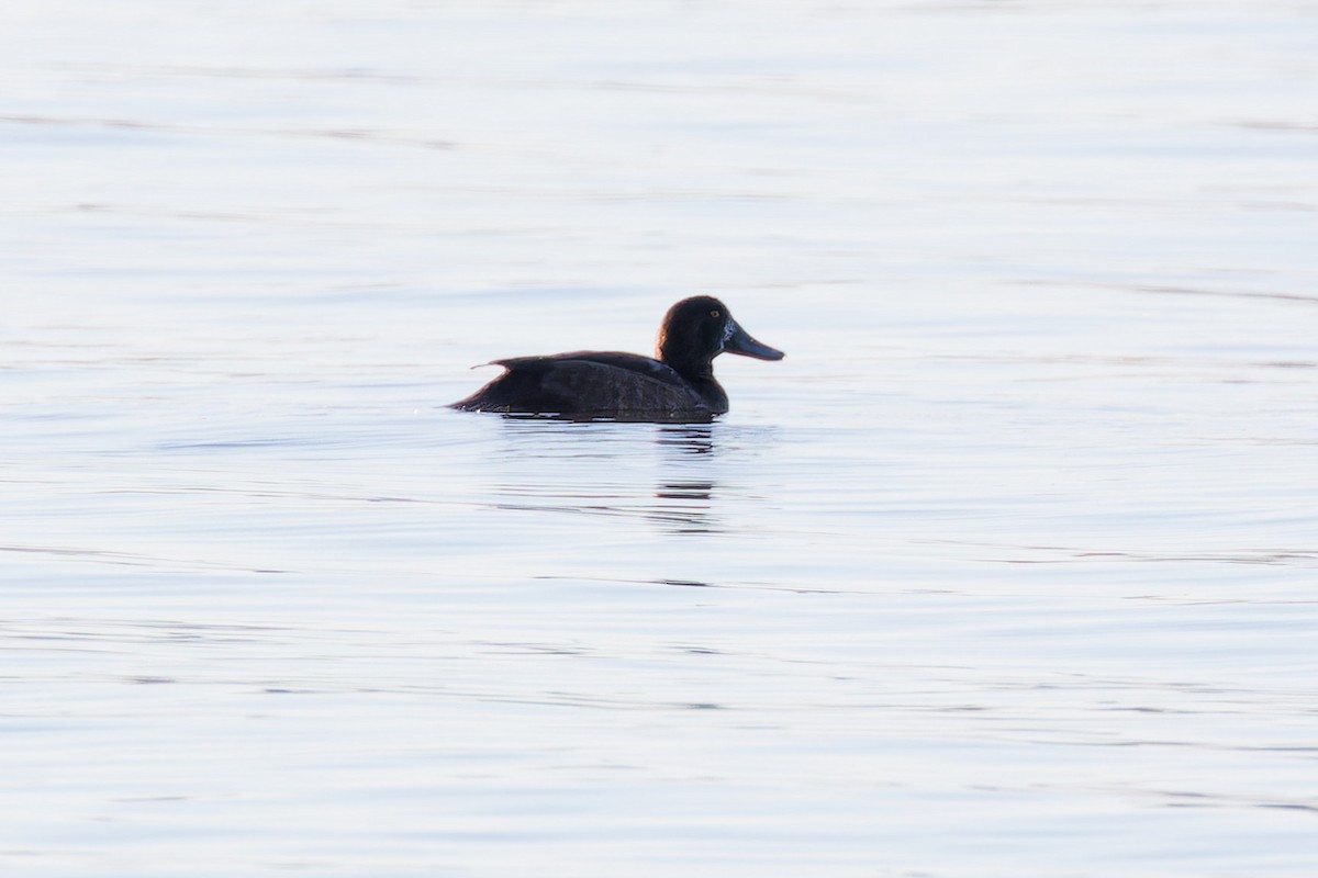 Greater Scaup - ML644221769