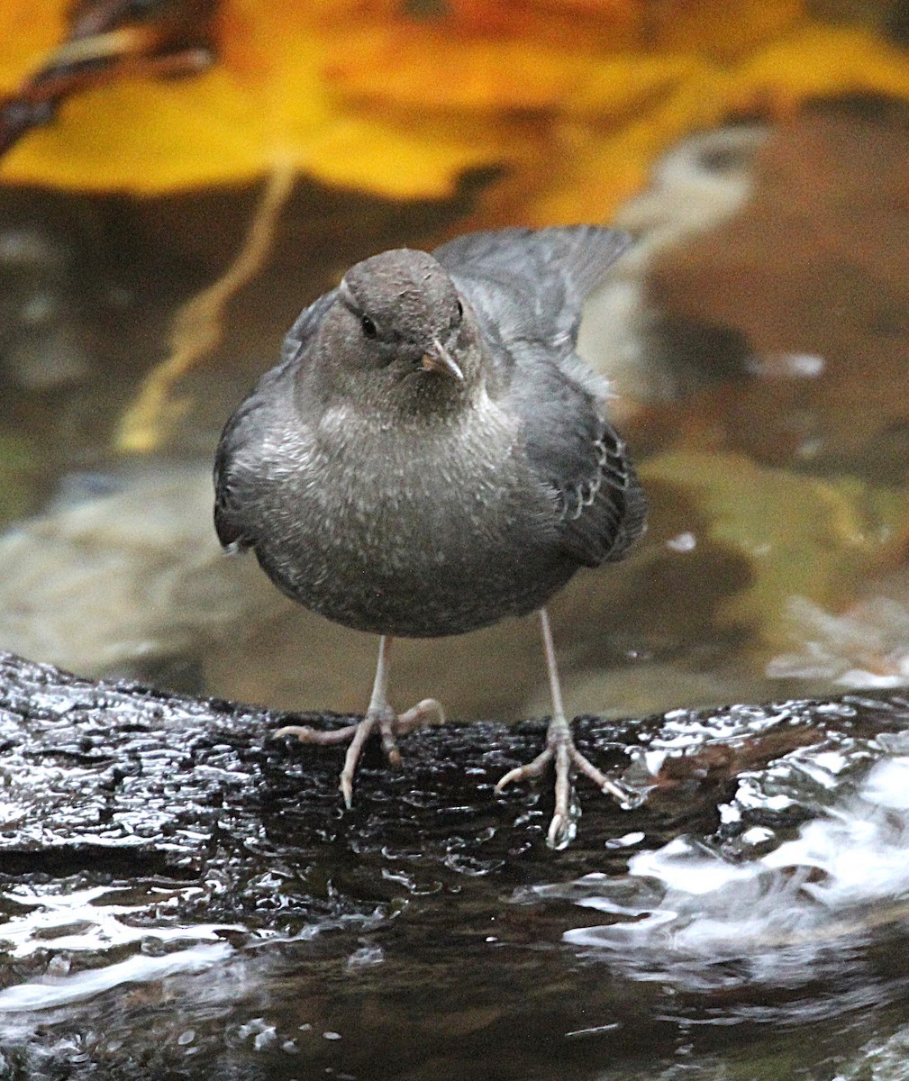 American Dipper - ML644221770