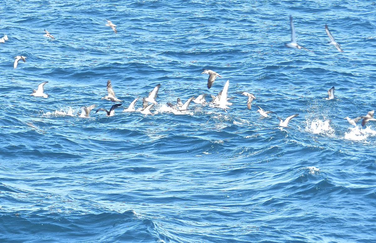Cory's Shearwater - ML644221772