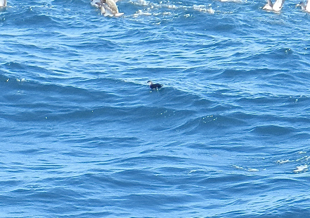 Sargasso Shearwater - ML644221780