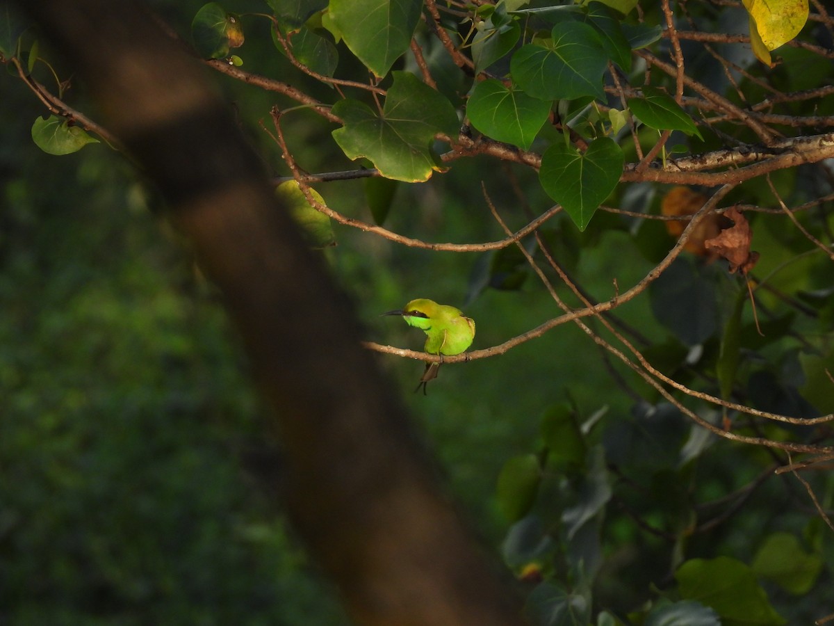 Asian Green Bee-eater - ML644221783