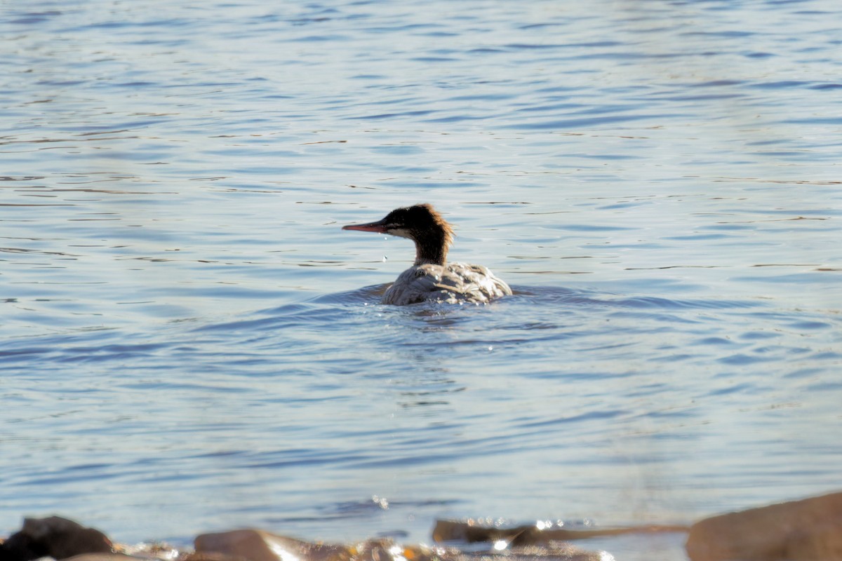 Common Merganser - ML644221788