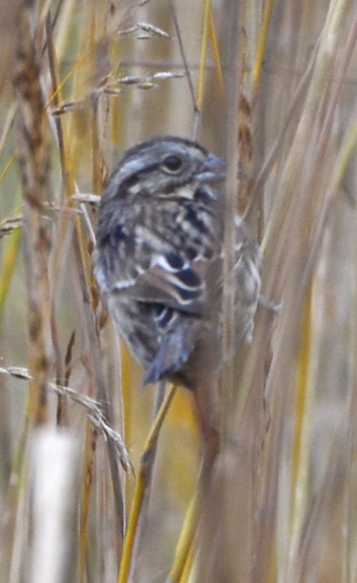 Певчая овсянка - ML644221809