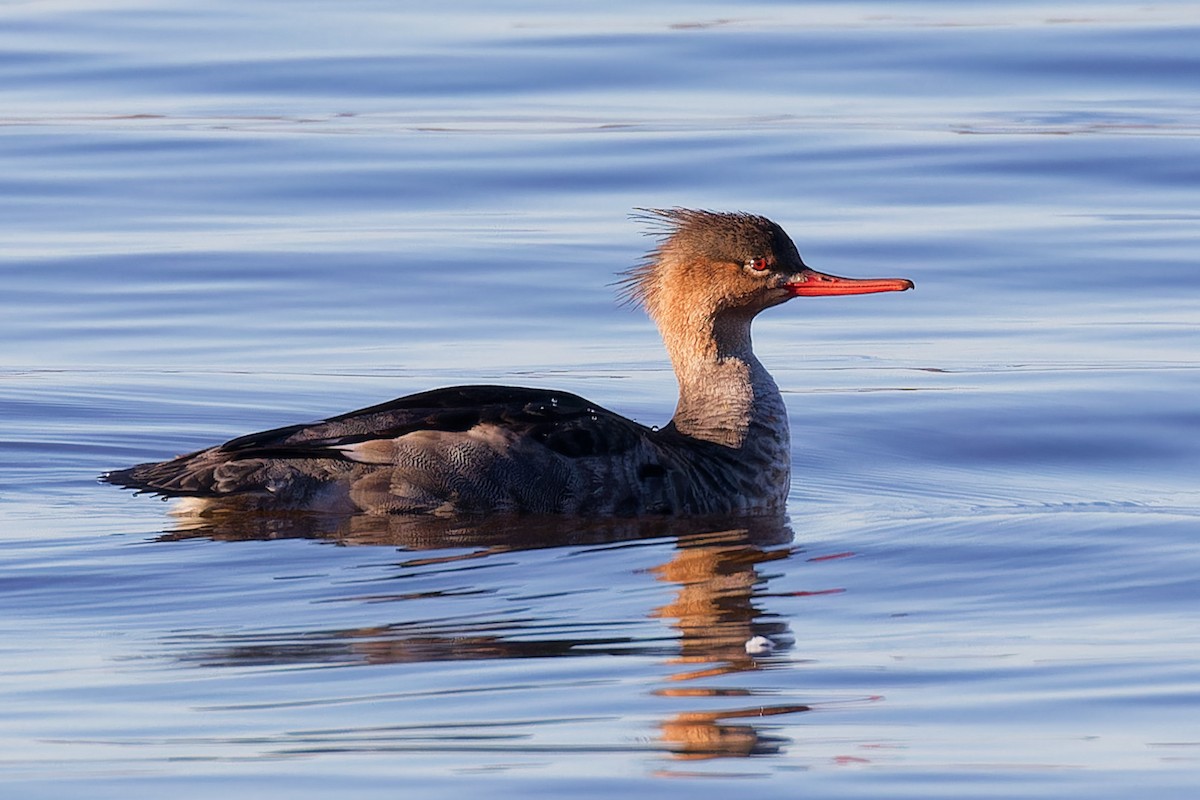 Red-breasted Merganser - ML644221817