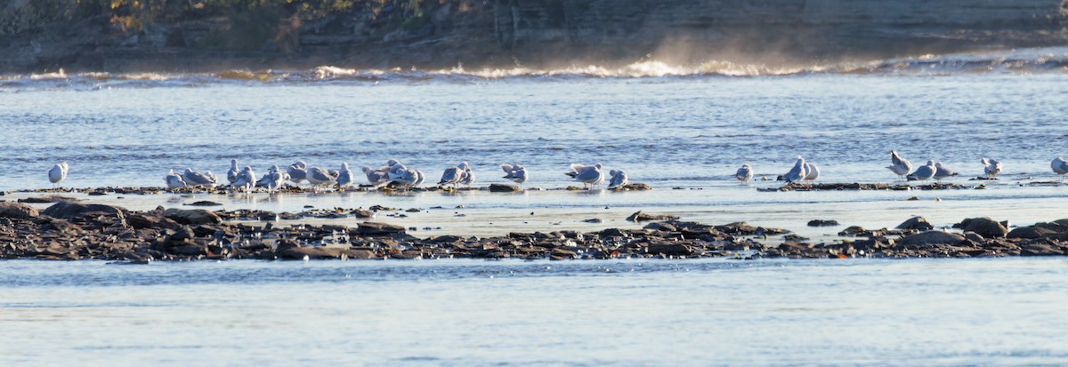 Ring-billed Gull - ML644221826