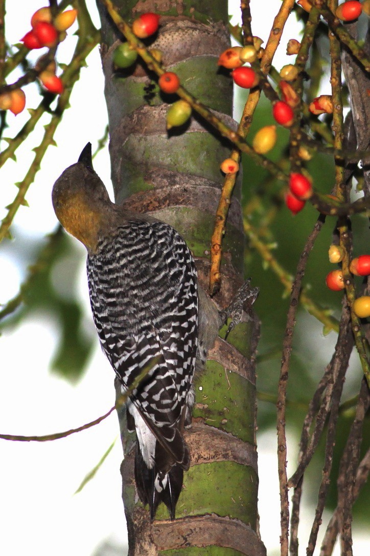 Гіла нікарагуанська - ML644221827