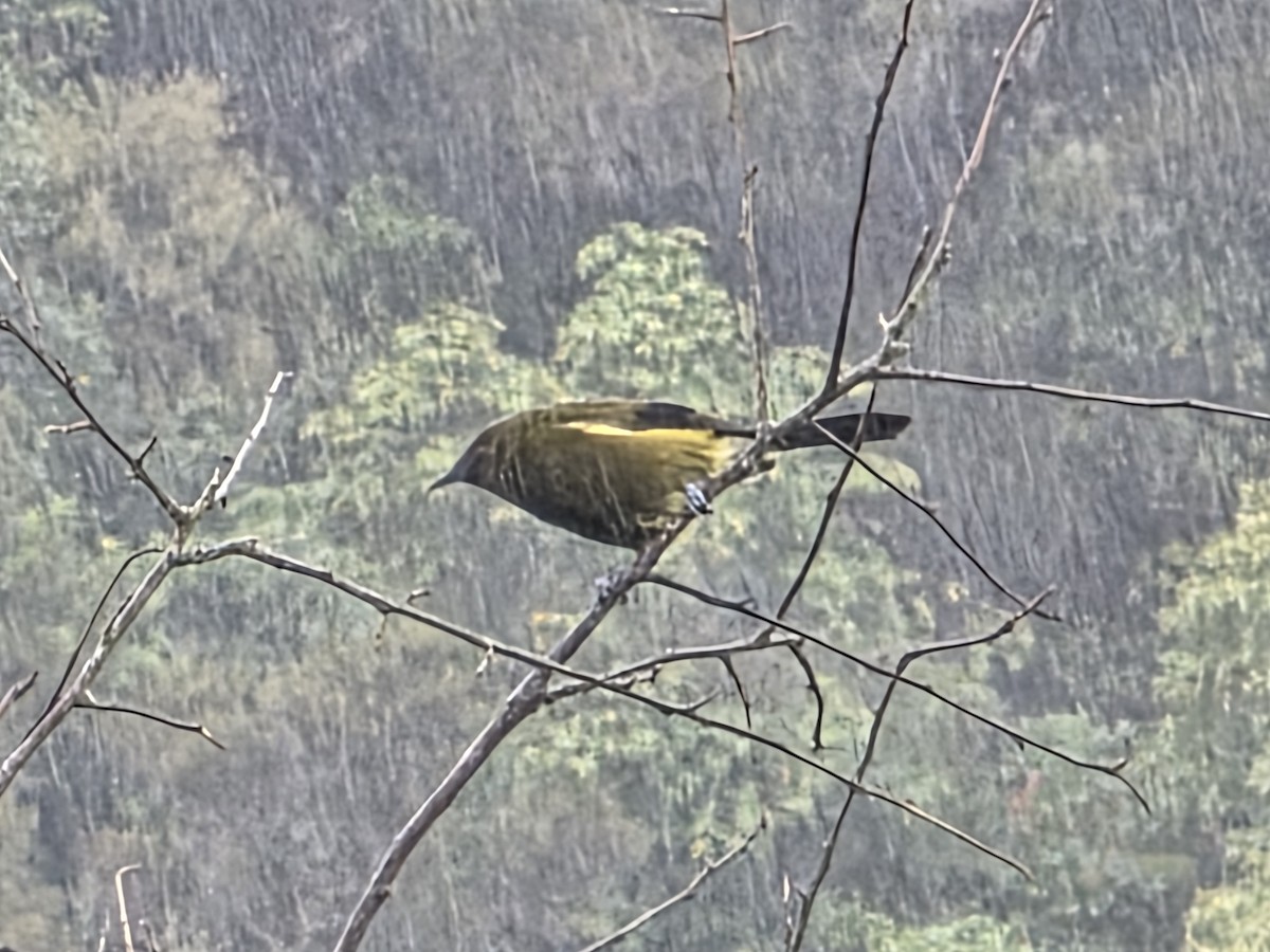 New Zealand Bellbird - ML644221828