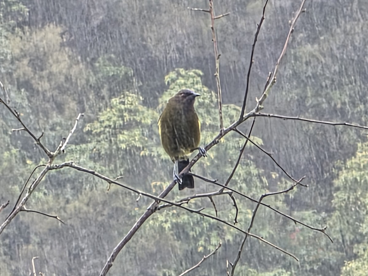 New Zealand Bellbird - ML644221829